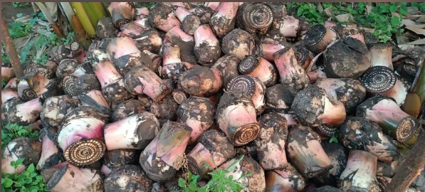 Sell Banana Plants & Khodwa