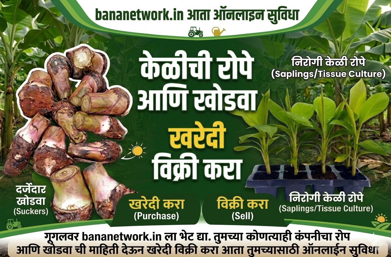केळी रोप-खोडवा खरेदी विक्री